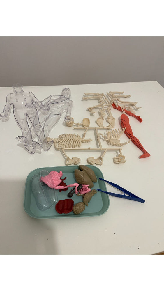 Model Anatomic 3D pentru Copii – Corpul Uman, Educație STEM